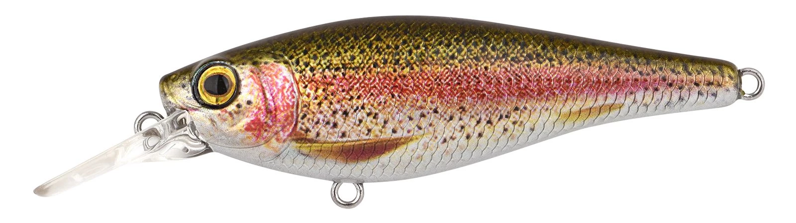 Rainbow Trout