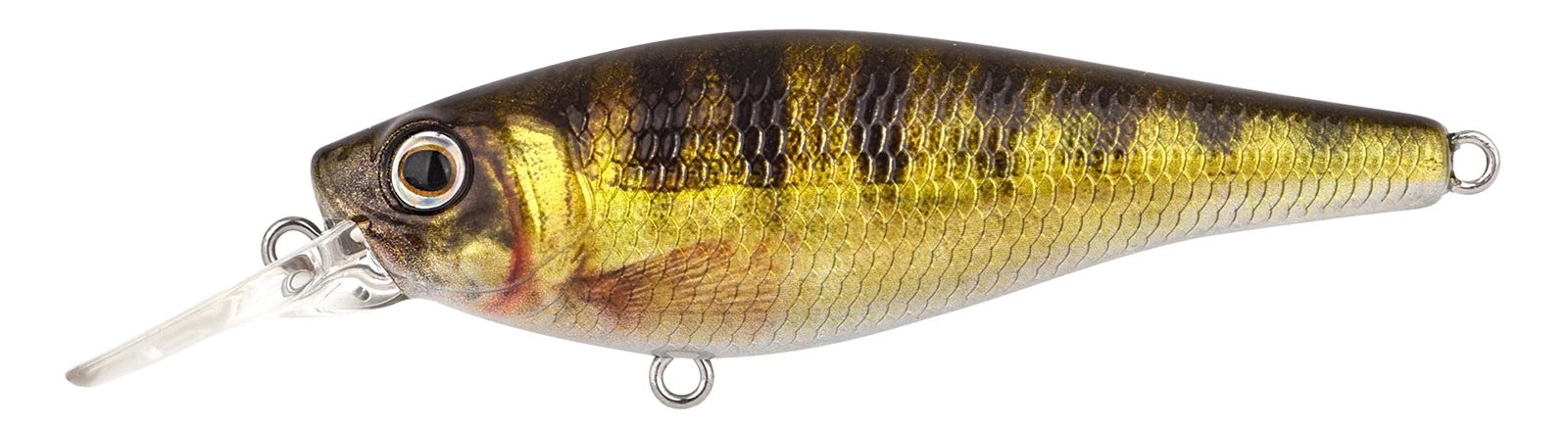 Zander