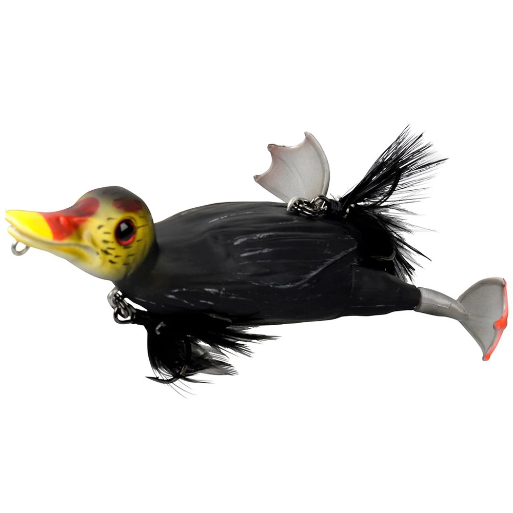 Coot