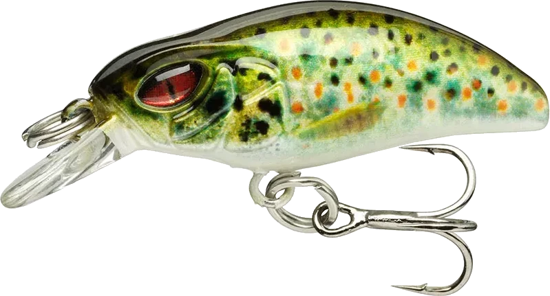 Live Brown Trout